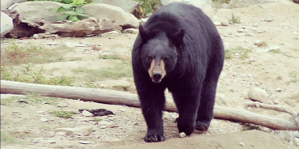 Tout le monde aime le café, même les ours [Reprise]